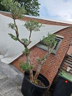 Zeer mooie en forse Pon Pon/ Bonsai olijfboom 2.40m hoog!, Tuin en Terras, Planten | Bomen, Ophalen, Volle zon, Overige soorten