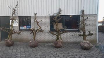 Oude fruitbomen  beschikbaar voor biedingen