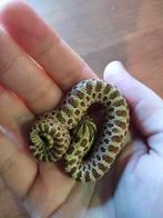 0.0.1 heterodon nasicus - haakneusslang, Dieren en Toebehoren, Slang, Tam, 0 tot 2 jaar