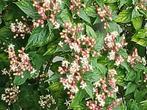 Pindakaas kransenboom/struik Clerodendrum tuinplant, Ophalen, Nieuw