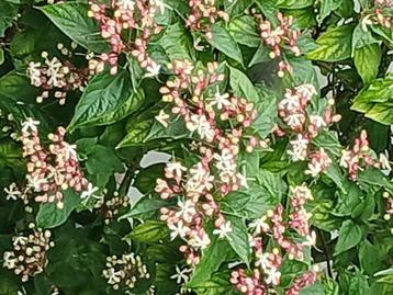Pindakaas kransenboom/struik Clerodendrum tuinplant beschikbaar voor biedingen