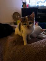 Lapjes poesje 🐾‼️❣️, Dieren en Toebehoren, Katten en Kittens | Overige Katten, Poes, Kortharig, 0 tot 2 jaar