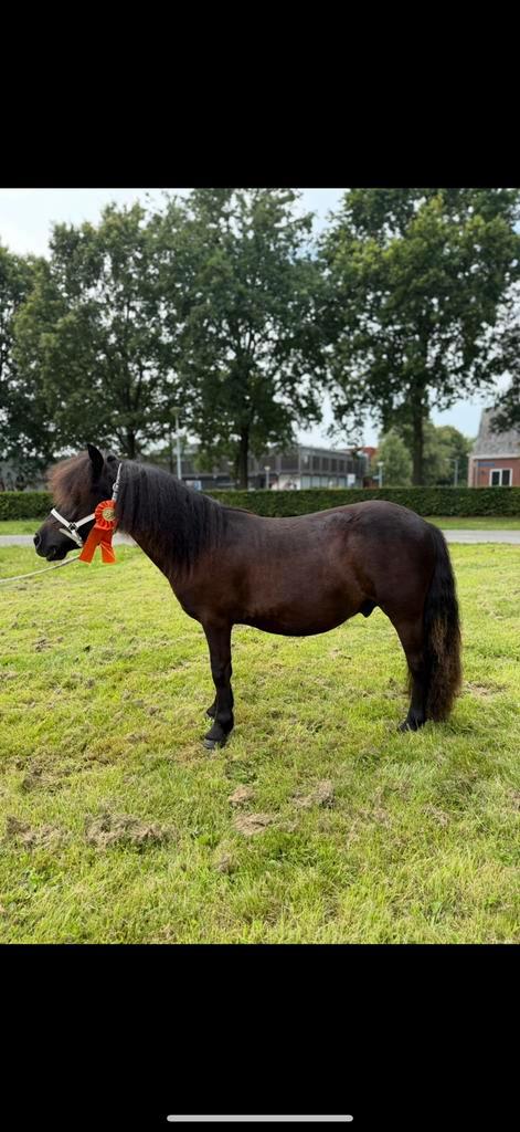 Mooie shetlander ruin, Dieren en Toebehoren, Paarden, Ruin, Minder dan 160 cm, 0 tot 2 jaar, Recreatiepaard, Ontwormd