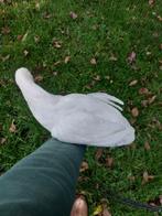 witte legkip kuikens | goede leggers | gesekst, Dieren en Toebehoren, Pluimvee, Geslacht onbekend, Kip