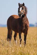 Super knappe Welsh A merrie, Dieren en Toebehoren, Pony's, Merrie, Recreatiepony, 3 tot 6 jaar