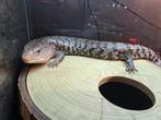 Blauwtongskink/ Tiliqua gigas gigas, Dieren en Toebehoren, Reptielen en Amfibieën, Hagedis, 3 tot 6 jaar