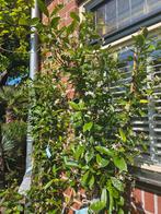 Toscaanse Jasmijn / Sterjasmijn 200cm hoog, Tuin en Terras, Planten | Bomen, Ophalen of Verzenden, Overige soorten, 100 tot 250 cm