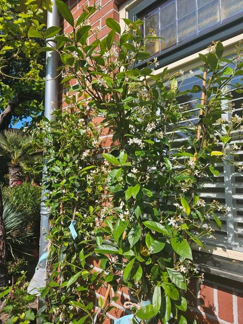 Toscaanse Jasmijn / Sterjasmijn 200cm hoog, Tuin en Terras, Planten | Bomen, Overige soorten, 100 tot 250 cm, Ophalen of Verzenden