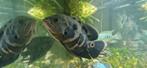 Pauwoog cichliden +-25 cm, Dieren en Toebehoren, Vissen | Aquariumvissen