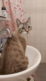 Moemoes is looking for a home, Dieren en Toebehoren, Kater, Kortharig, 0 tot 2 jaar