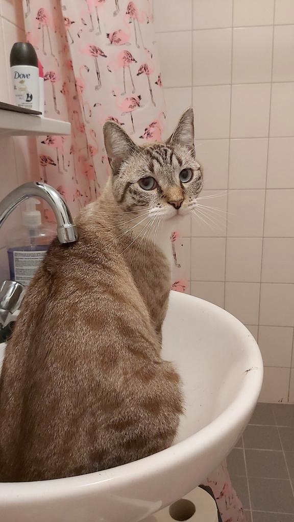 Moemoes is looking for a home, Dieren en Toebehoren, Katten en Kittens | Overige Katten, Kortharig, Kater, 0 tot 2 jaar