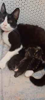 ️ hele lieve, gezonde kitten, Dieren en Toebehoren, Poes, Kortharig, 0 tot 2 jaar