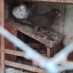 Birmingham rollers, Dieren en Toebehoren, Vogels | Duiven, Meerdere dieren