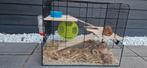 Prachtige hamsterkooi te koop, Kooi, Minder dan 75 cm, Zo goed als nieuw, Ophalen