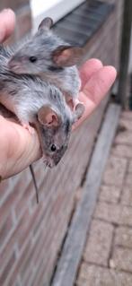 Roan kleurmuisjes, Dieren en Toebehoren, Knaagdieren, Vrouwelijk, Muis, Na 1 juli 2024