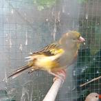 Groen/geel bont kanarie man,2023., Dieren en Toebehoren, Vogels | Kanaries, Mannelijk, Kleurkanarie