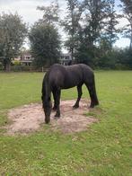 Incl volledig goed keuringsrapport friese merrie 4 jaar 164, Merrie, Dressuurpaard, 3 tot 6 jaar, 160 tot 165 cm