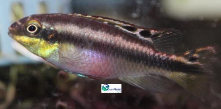 Kersenbuik cichlide, Dieren en Toebehoren, Vissen | Aquariumvissen, Zoetwatervis, Vis
