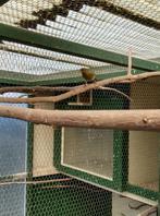 Kanaries, Meerdere dieren, Kleurkanarie