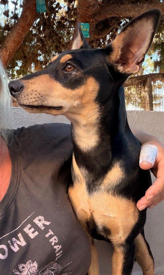 HzH-ANDREA, mooi vrouwtje wil ook zo graag een thuis vinden!, Dieren en Toebehoren, Honden | Niet-rashonden, Middel, Teef, Particulier