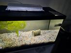 Aqarium met vissen, Dieren en Toebehoren, Ophalen