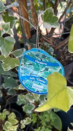 Hedera’s glacier zilverbont hoog 90/100 super goedkoop 2,95, Tuin en Terras, Ophalen, Bloeit niet, Vaste plant, Halfschaduw