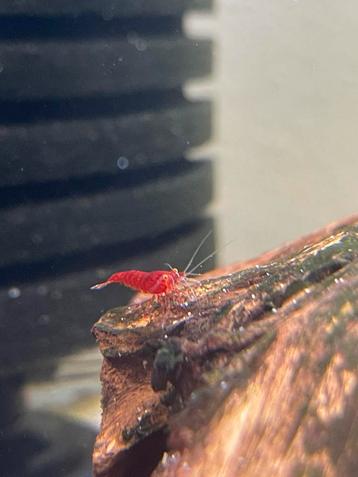 Bloody mary (orange eye) 10 stuks beschikbaar voor biedingen