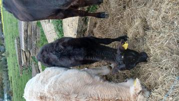 Wagyu stiertje beschikbaar voor biedingen