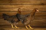 Bielefelder kriel | Goede legkip | Passend advies!, Dieren en Toebehoren, Pluimvee, Meerdere dieren, Kip