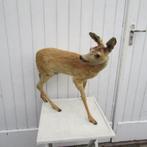 Jong opgezette hertje een kleine Ree bok, Ophalen, Gebruikt, Hert, Opgezet dier