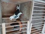 Mooie kittel doffer zie stamboom, Dieren en Toebehoren, Vogels | Duiven, Mannelijk, Postduif