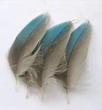 Geslachtsbepaling van papegaaien en parkieten, Dieren en Toebehoren, Vogels | Toebehoren, Nieuw, Ophalen of Verzenden, Info@birdtrade.nl