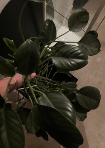 Grote groene plant beschikbaar voor biedingen