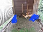 friesehoenders  friese kippen, Dieren en Toebehoren, Meerdere dieren, Kip