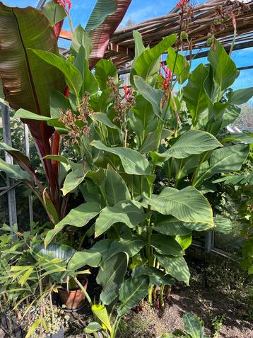 Canna Musafolia – exotische planten en knollen te koop beschikbaar voor biedingen