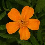 Zaden afrikaantje oranje enkelbloemig (Tagetes patula), Tuin en Terras, Bloembollen en Zaden, Ophalen of Verzenden, Voorjaar, Volle zon