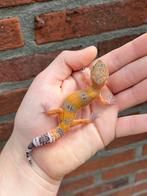 Mandrin-tangerine 66% het tremper luipaardgekko, Dieren en Toebehoren, Reptielen en Amfibieën, Hagedis, Tam, 0 tot 2 jaar