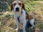 Lucky een lieve, vrolijke kleine, jonge hond, Particulier, Rabiës (hondsdolheid), Reu, 1 tot 2 jaar