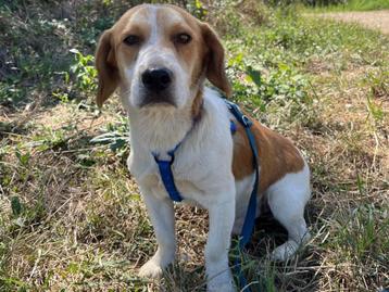 Lucky een lieve, vrolijke kleine, jonge hond beschikbaar voor biedingen