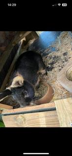 2 konijnen, rammelaars., Dieren en Toebehoren, Mannelijk