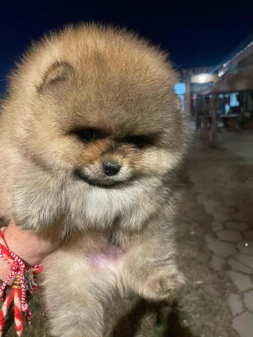 Pomeriaantjes aanwezig, Dieren en Toebehoren, Honden | Chihuahua's en Gezelschapshonden, Teef, Particulier, Meerdere, Buitenland