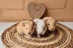 California cavia nestje, Dieren en Toebehoren, Knaagdieren, Cavia, Meerdere dieren, Tam, September