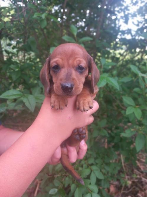 Dwergteckel pups (nog 2 reutjes) kortharig uit geteste ouder, Dieren en Toebehoren, Honden | Teckels en Dashonden, Meerdere dieren