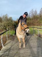 Verzorger aangeboden, Dieren en Toebehoren, Ophalen of Verzenden, Nieuw