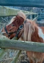 Verzorgster gezocht voor 2 leuke pony’s, Dieren en Toebehoren, Ophalen of Verzenden, Nieuw, Overige soorten