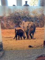 Olifanten Foto /Schilderij op plexi glas gemaakt 1 x 1, Ophalen, Zo goed als nieuw, Foto of Poster, Minder dan 50 cm