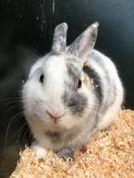 Gecastreerde rammen | Dwergkonijnen | Gezonde konijnen, Mannelijk, Dwerg, 0 tot 2 jaar