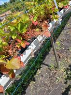 AARDBEI  PLANTEN  KORONA, Tuin en Terras, Planten | Tuinplanten, Ophalen, Volle zon, Groenteplanten, Eenjarig