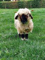Prachtige lieve ramlam Walliser Schwarznase, Dieren en Toebehoren, Schapen, Geiten en Varkens, Meerdere dieren, Schaap