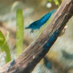Neocaridina blue dream garnalen, Dieren en Toebehoren, Kreeft, Krab of Garnaal